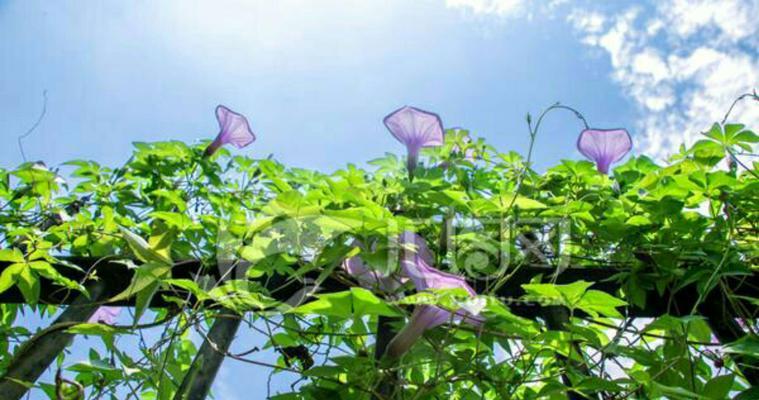 牵牛花的象征意义与美丽之融合（探寻牵牛花的神秘之美与文化寓意）