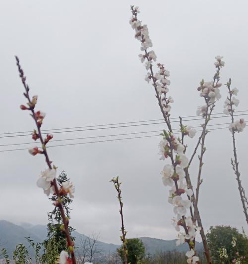 青梅花的花语（青梅花盛开的春天）