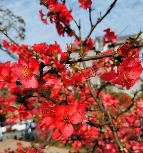 探寻日本海棠花的花语奥秘（唤醒心灵的美丽芬芳——浅析日本海棠花的独特花语）