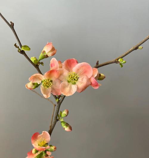 探寻日本海棠花的花语奥秘（唤醒心灵的美丽芬芳——浅析日本海棠花的独特花语）