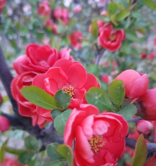 探寻日本海棠花的花语奥秘（唤醒心灵的美丽芬芳——浅析日本海棠花的独特花语）