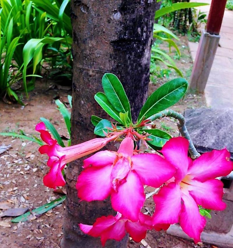 沙漠玫瑰花语（探索沙漠玫瑰的花语）