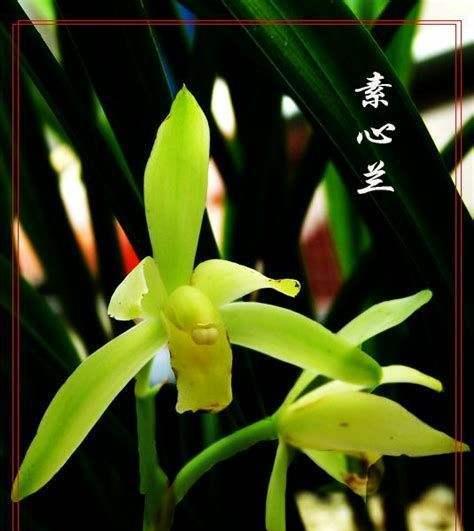 绍兴兰花（探索绍兴兰花的魅力与意义）
