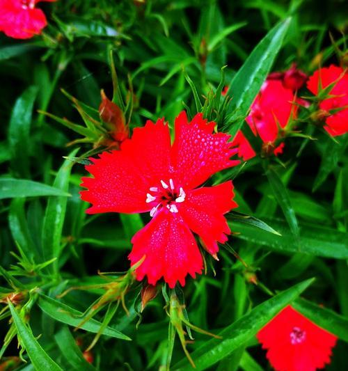 深红色石竹花的花语（探索深红色石竹花所蕴含的花语）