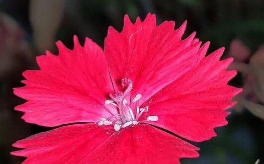 深红色石竹花的花语（探索深红色石竹花所蕴含的花语）