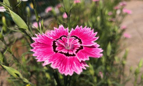 石竹花的含义与象征——寓意深远的花朵（从传统到现代）