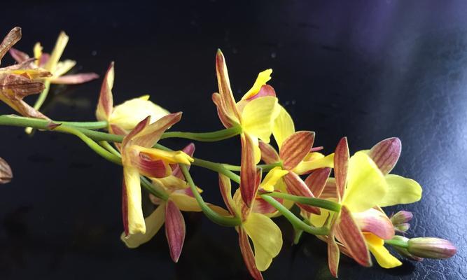 长寿花——春梅，长寿的象征（传承千年的幸福和健康）