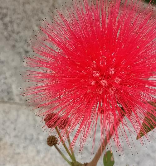 长寿花——春梅，长寿的象征（传承千年的幸福和健康）