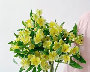 水仙百合的花语与意义（传递美丽与纯洁的象征）
