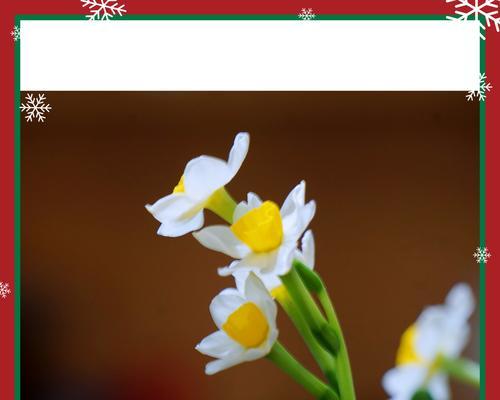 水仙花（探索水仙花的寓意与传奇）