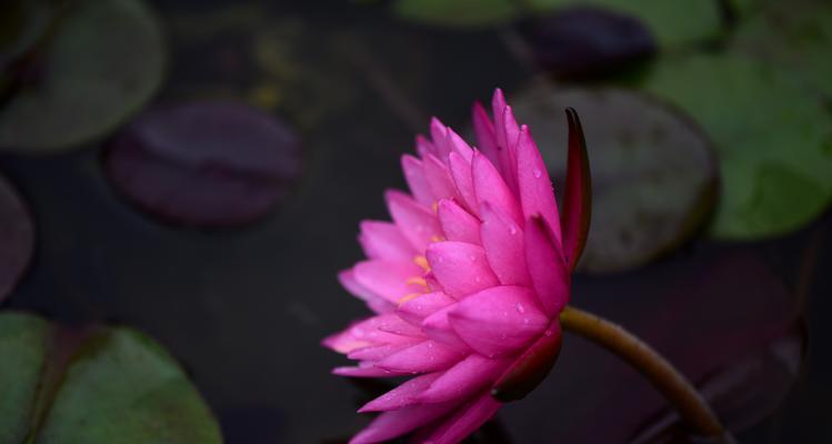 睡莲的种类和特点（美丽的花朵与多样的生态环境）