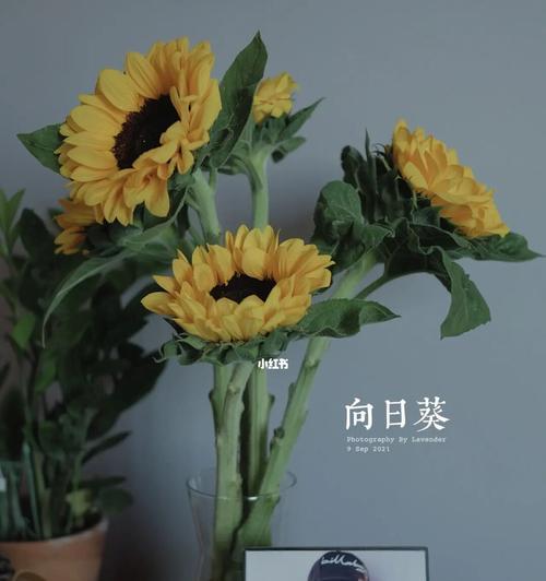 探索以太阳花的特性与花语（阳光之花的美丽与寓意）