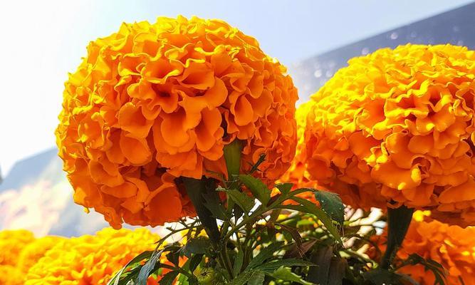 《万寿菊——寓意长寿幸福的花朵》（独特花语和象征）