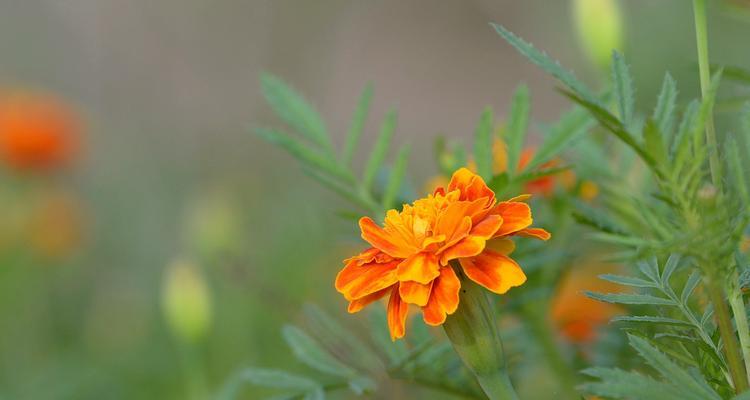 《万寿菊——寓意长寿幸福的花朵》（独特花语和象征）
