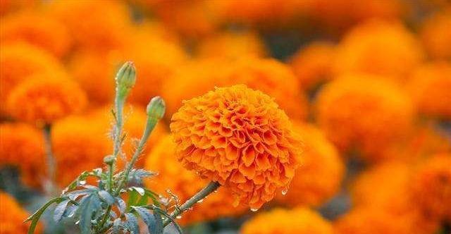 《万寿菊——寓意长寿幸福的花朵》（独特花语和象征）