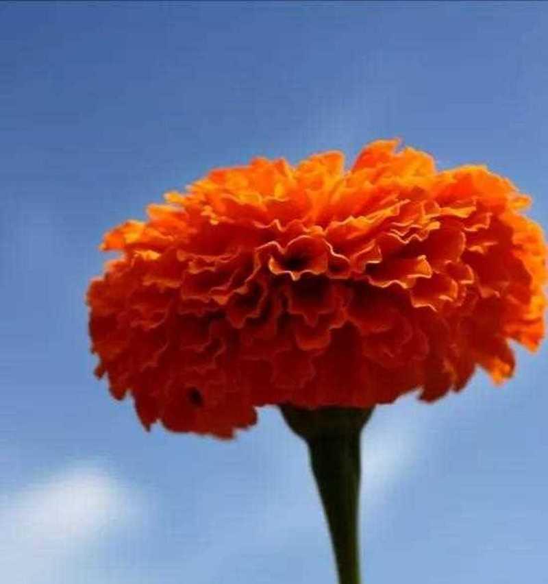 万寿菊，花开人间（倾听万寿菊的心声）