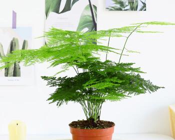 以文竹的盆栽（打造室内生机之源）