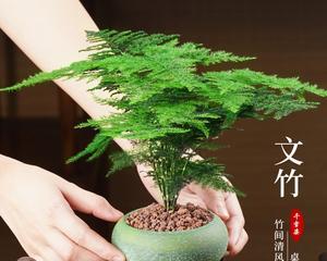 以文竹的盆栽（打造室内生机之源）