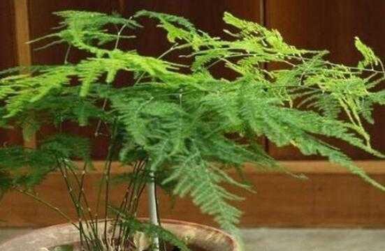 文竹的寓意与象征风水（探索文竹的福运与吉祥之道）