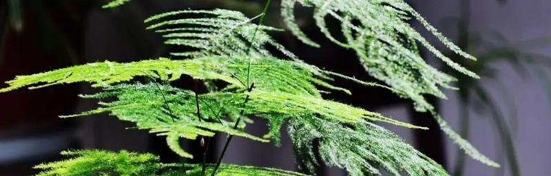 文竹的寓意与象征风水（探索文竹的福运与吉祥之道）