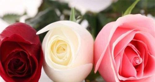玫瑰花语（探秘玫瑰花的25种花语与意义）