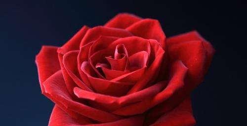 玫瑰花语（探秘玫瑰花的25种花语与意义）