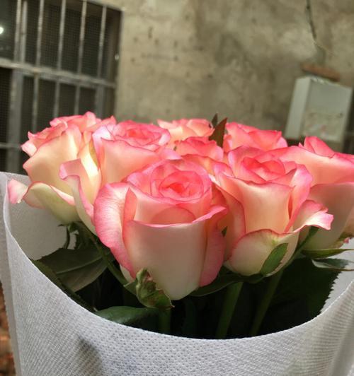 爱莎玫瑰花语和寓意（探索爱莎玫瑰花的深层含义和象征意义）