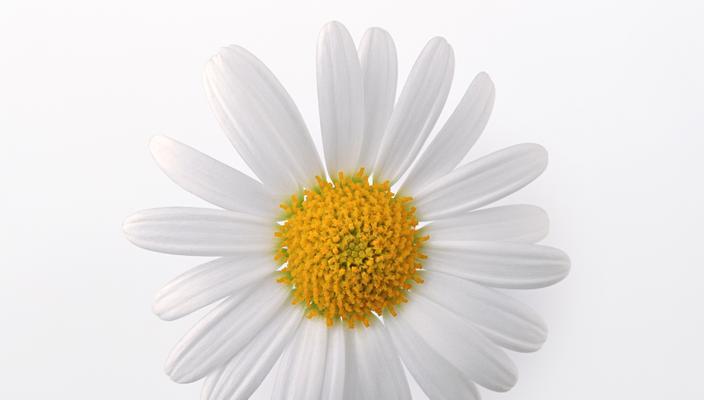 白雏菊的花语与寓意（用白雏菊传递真挚与纯洁的情感）