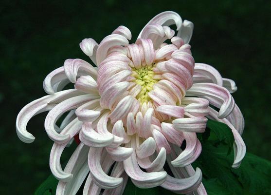 白菊花的象征意义与传统用途（白菊花的历史渊源与文化意义）