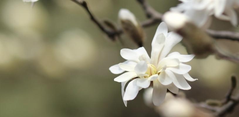 星花玉兰几月份开花（有关玉兰花期简介）