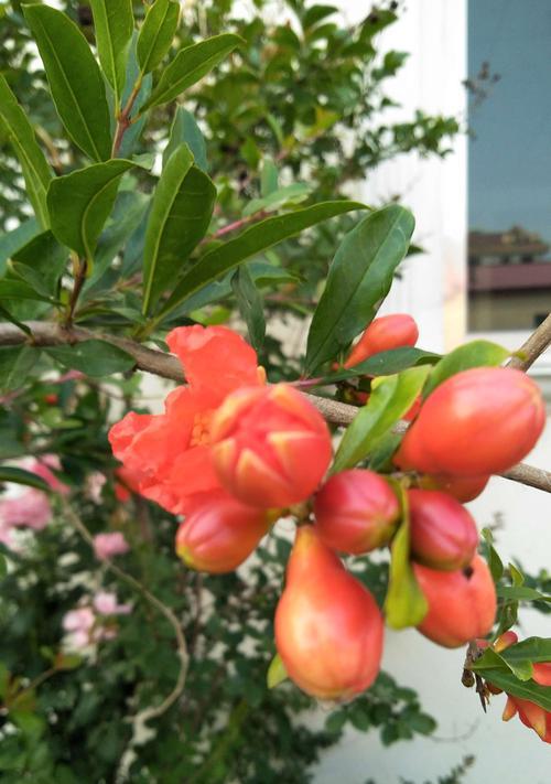 石榴树什么时候开花结果（了解石榴树种植与管理技术）