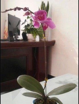 蝴蝶兰繁殖有哪些方法（了解蝴蝶兰繁殖过程图解）