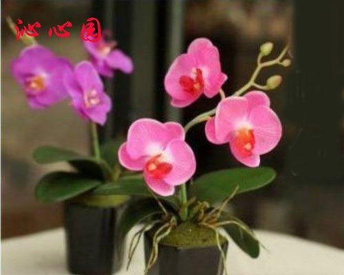 蝴蝶兰繁殖有哪些方法（了解蝴蝶兰繁殖过程图解）
