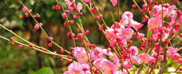 梅花品种排名（盘点梅花十大品种排名）