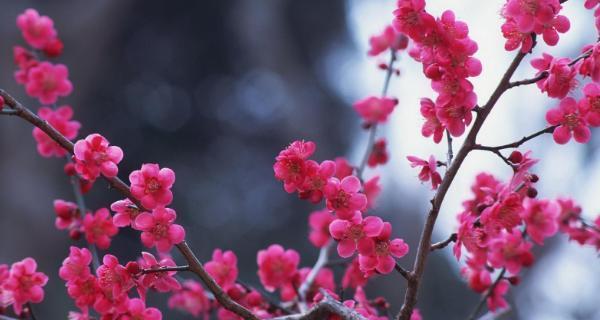 梅花品种排名（盘点梅花十大品种排名）