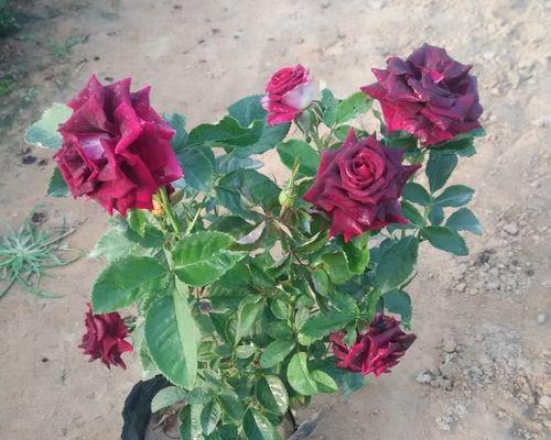 路易十四玫瑰怎么种植（路易十四玫瑰种植方法和时间）