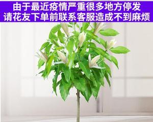 白兰花室内养殖方法和技巧（家养白兰花注意事项）