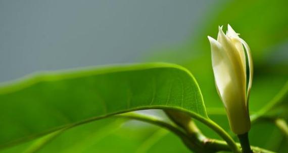 白兰花室内养殖方法和技巧（家养白兰花注意事项）