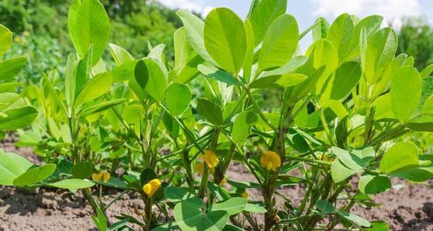 花生怎样种才能高产（花生高产种植技术）