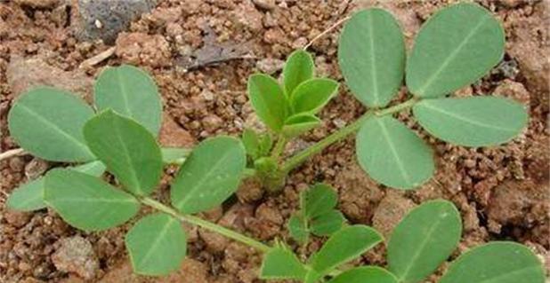 花生怎样种才能高产（花生高产种植技术）