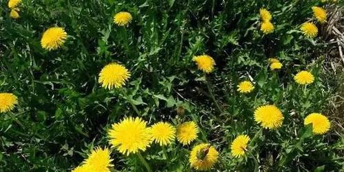 蒲公英如何种植技术（蒲公英栽培技术要点）
