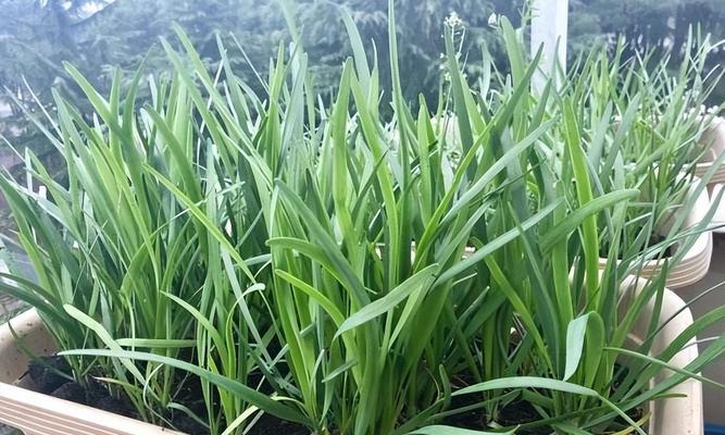 五月份能种什么菜（盘点六种适合五月份种的菜）