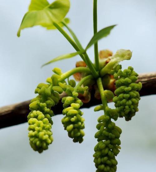 银杏树如何育苗（银杏树育苗种植技术要点）