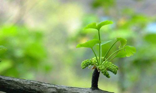 银杏树如何育苗（银杏树育苗种植技术要点）