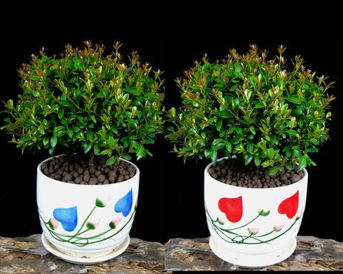 怎样养小叶赤楠植物（小叶赤楠的养护方法）