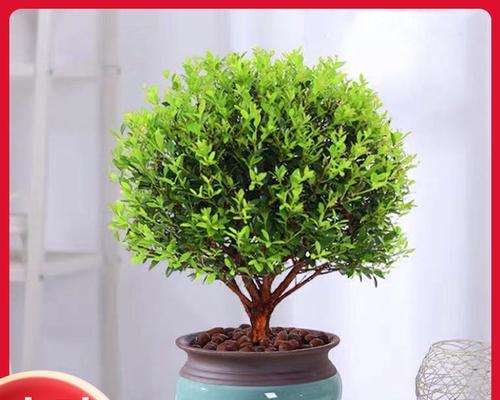 怎样养小叶赤楠植物（小叶赤楠的养护方法）