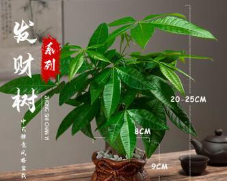 小发财树怎么栽培（发财树的栽培技术要点）