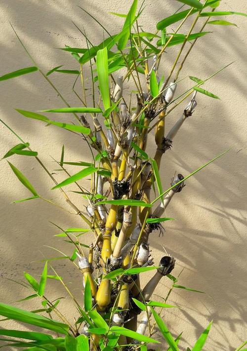 竹子的生长速度规律（探索竹子的生长速度与特点）