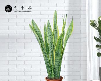 虎皮掌怎么分盆（养护虎皮掌的注意事项）