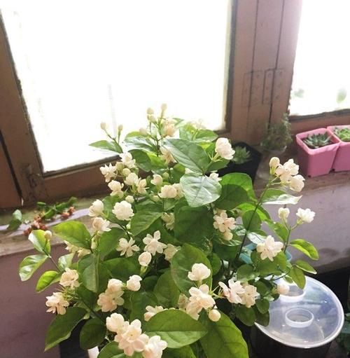 茉莉花适合在室内养吗（茉莉花室内养护小窍门）